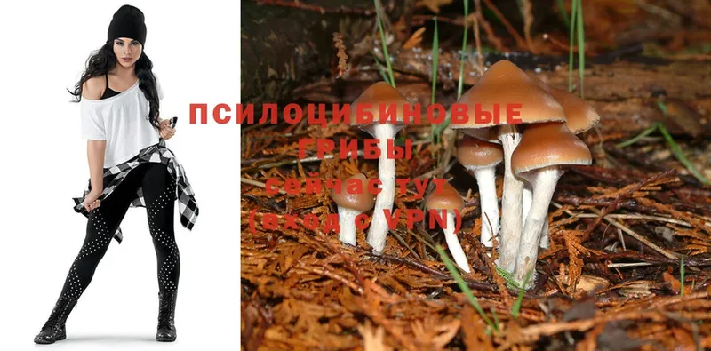 Псилоцибиновые грибы Psilocybine cubensis  hydra как зайти  Абдулино 